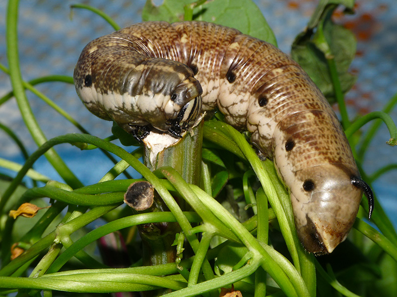 Agrius convolvuli, Sphingidae